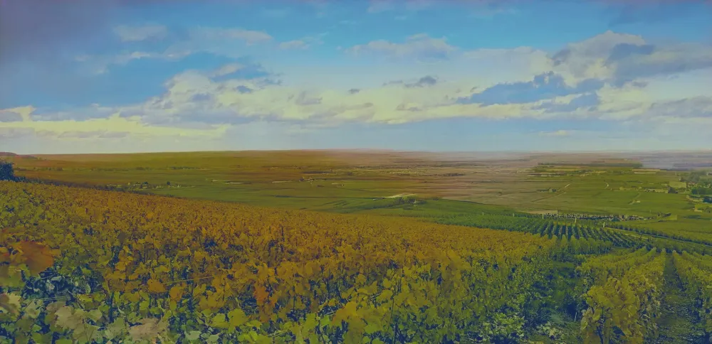 bg-vignoble