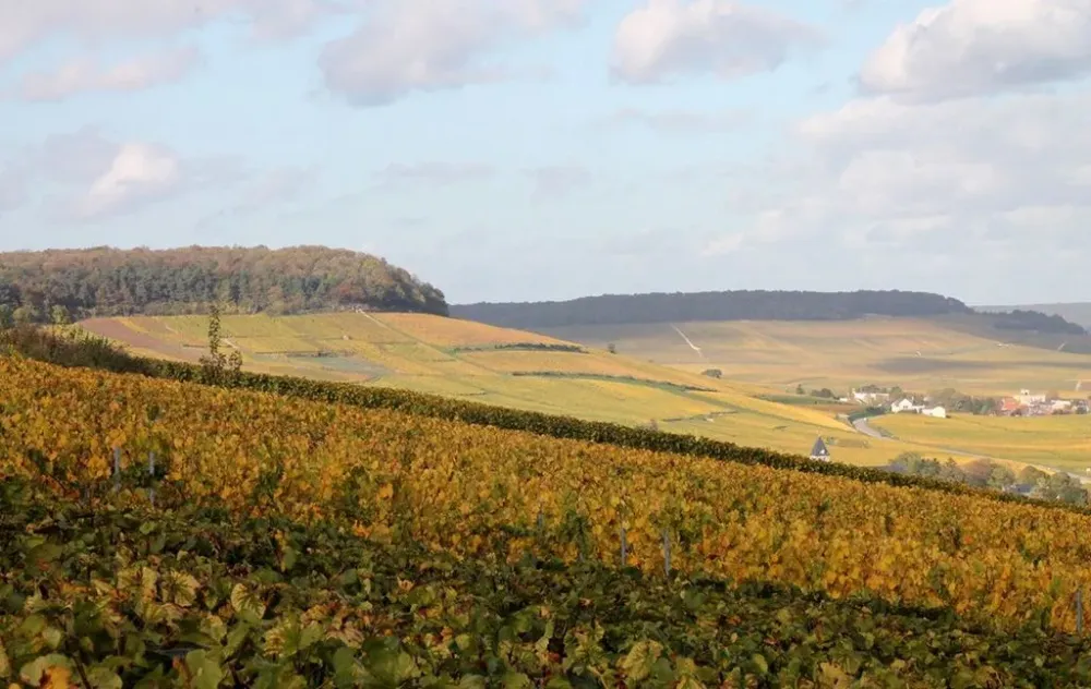 bg-vignoble-ete