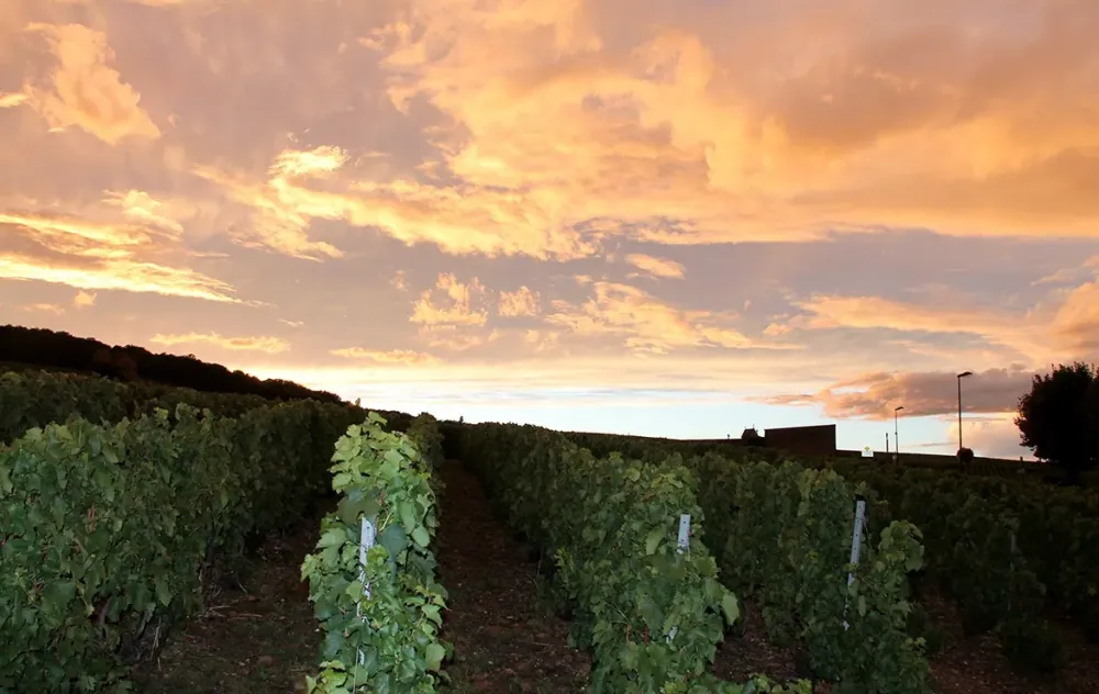 bg-vignoble-ete-4